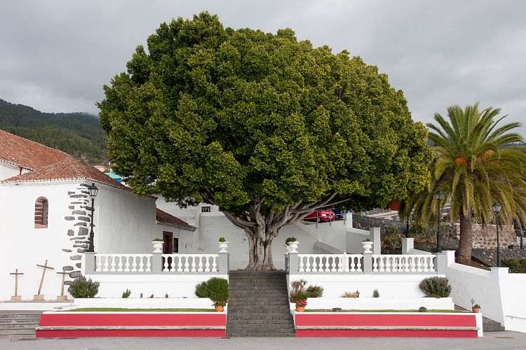 Tijarafe (La Palma - Westen)