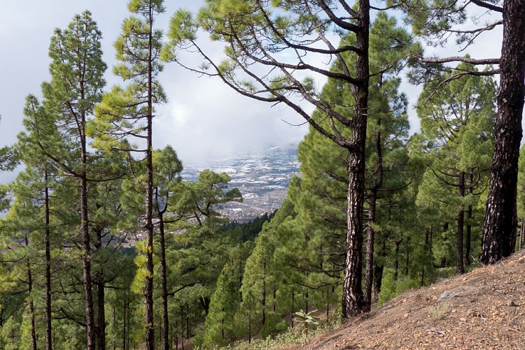 Wanderung Hoyo de la Sima (La Palma - Sden und Westen)