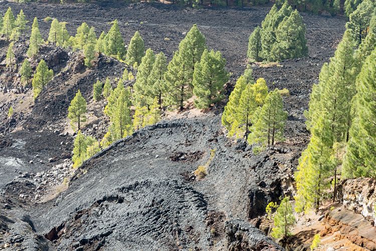 Wanderung Hoyo de la Sima (La Palma - Sden und Westen)