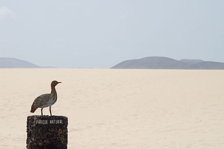 Ausflug nach Fuerteventura (Lanzarote - Fuerteventura)