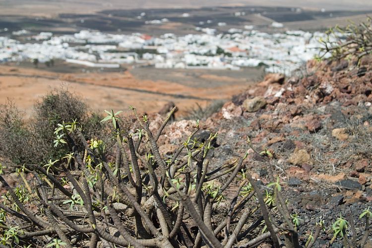 Castell Santa Barbara (Lanzarote - Teguise)