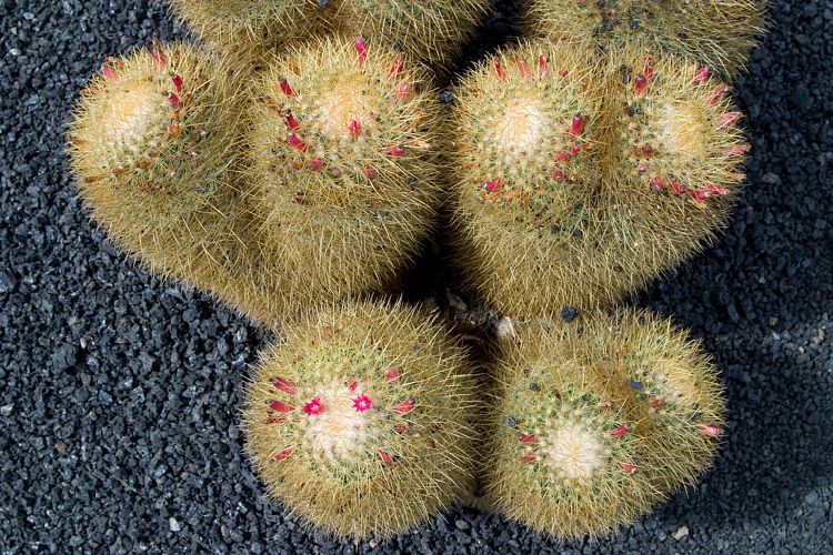 Jardin de Cactus (Lanzarote - Manrique-Tour)