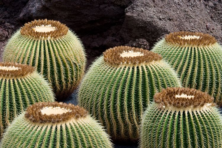 Jardin de Cactus (Lanzarote - Manrique-Tour)