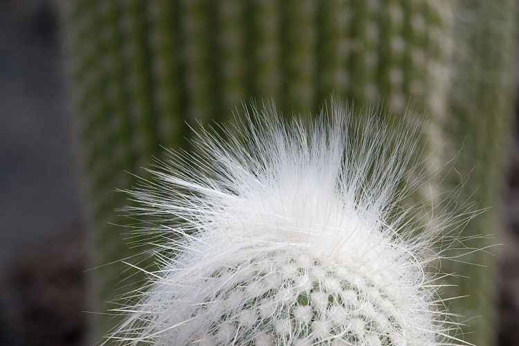 Jardin de Cactus (Lanzarote - Manrique-Tour)