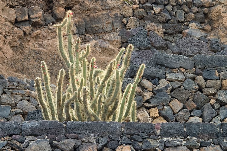 Jardin de Cactus (Lanzarote - Manrique-Tour)