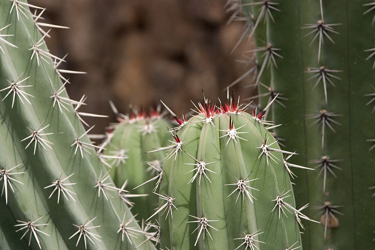 Jardin de Cactus (Lanzarote - Manrique-Tour)