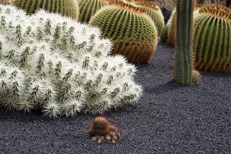 Jardin de Cactus (Lanzarote - Manrique-Tour)