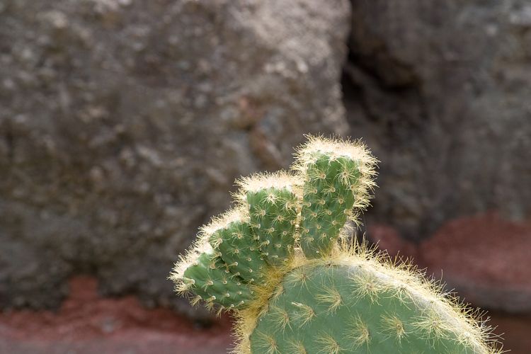 Jardin de Cactus (Lanzarote - Manrique-Tour)