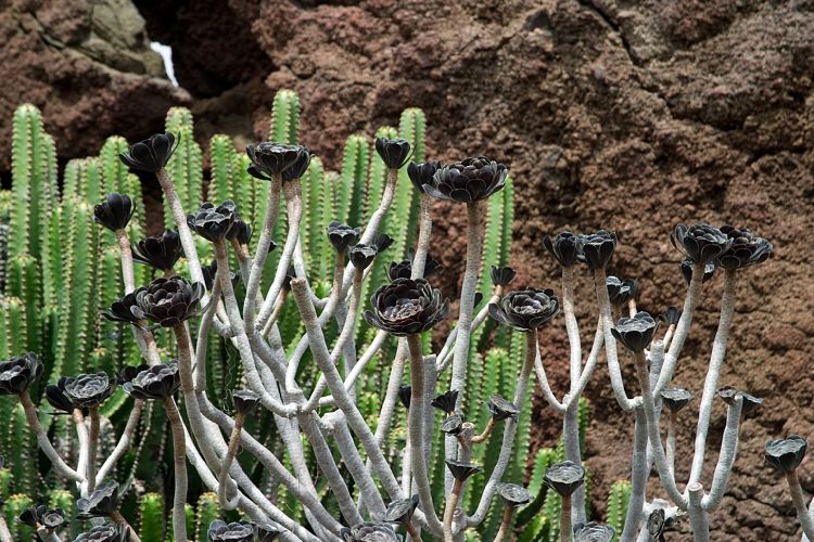 Lanzarote 2007 - Jardin de Cactus