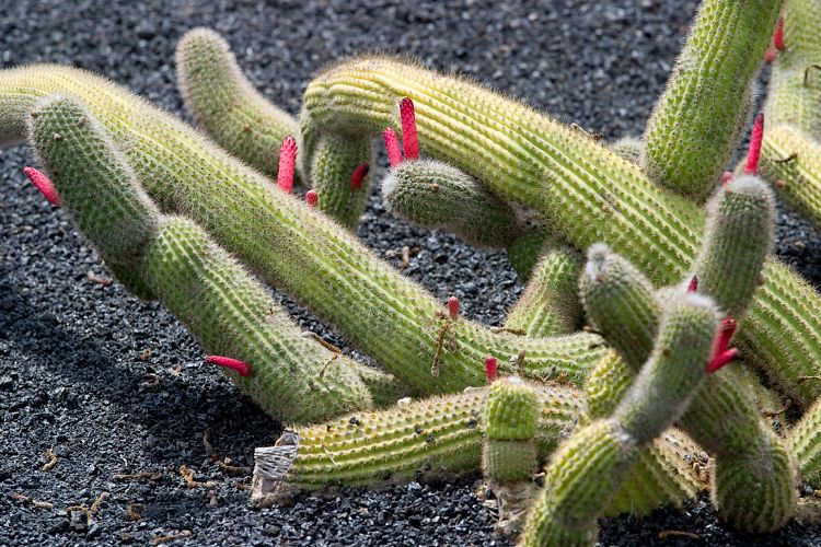 Jardin de Cactus (Lanzarote - Manrique-Tour)