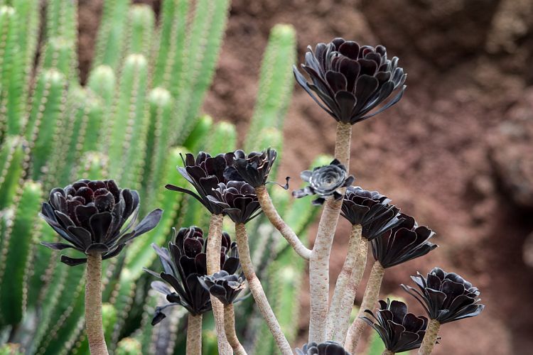 Jardin de Cactus (Lanzarote - Manrique-Tour)