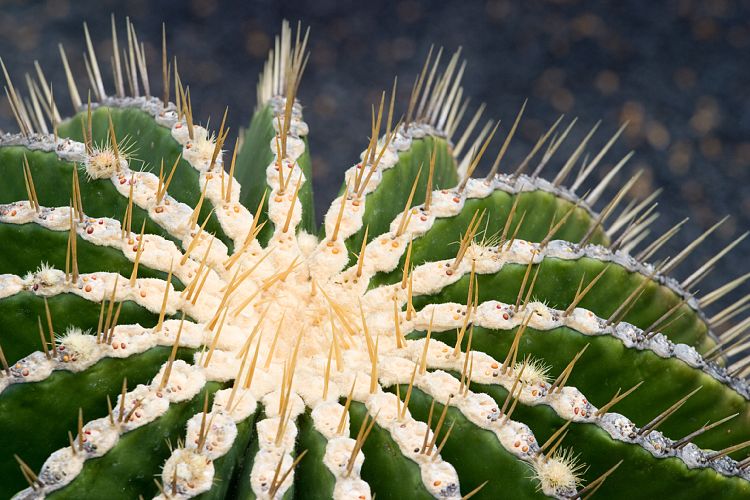 Jardin de Cactus (Lanzarote - Manrique-Tour)