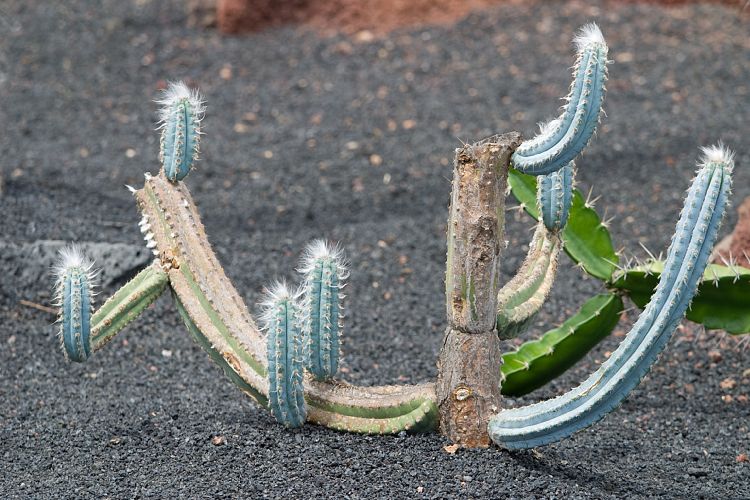 Jardin de Cactus (Lanzarote - Manrique-Tour)