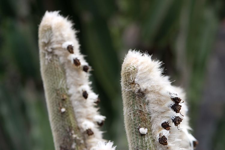 Jardin de Cactus (Lanzarote - Manrique-Tour)