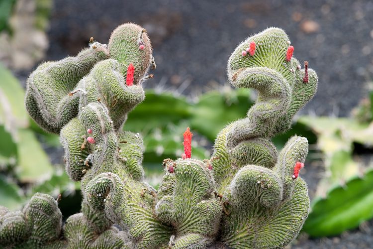 Jardin de Cactus (Lanzarote - Manrique-Tour)