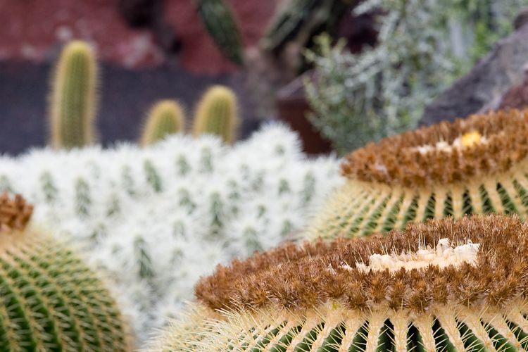 Jardin de Cactus (Lanzarote - Manrique-Tour)