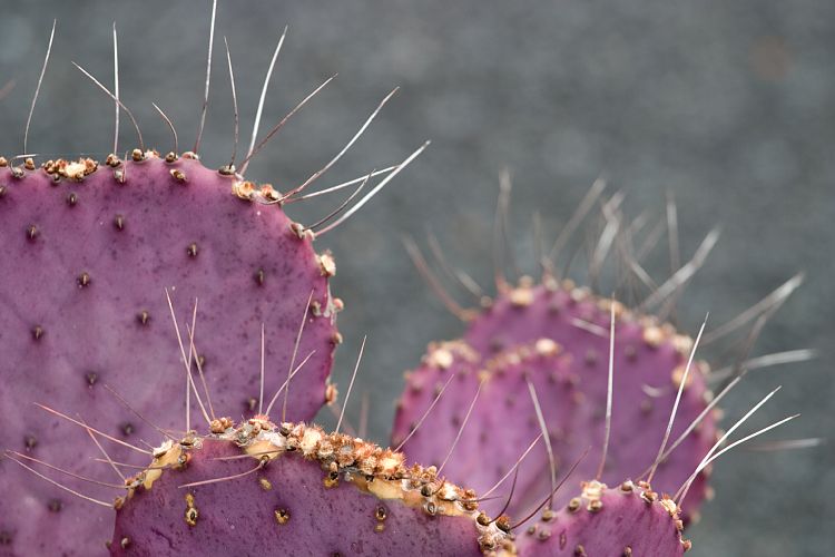 Jardin de Cactus (Lanzarote - Manrique-Tour)