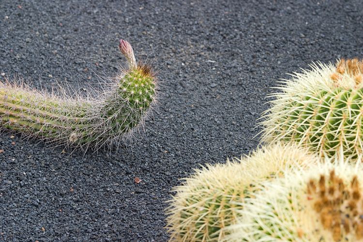 Jardin de Cactus (Lanzarote - Manrique-Tour)