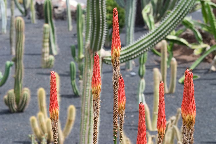 Jardin de Cactus (Lanzarote - Manrique-Tour)