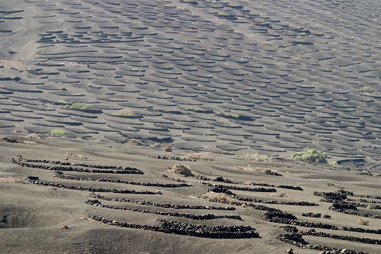 La Geria (Lanzarote - Der Norden)