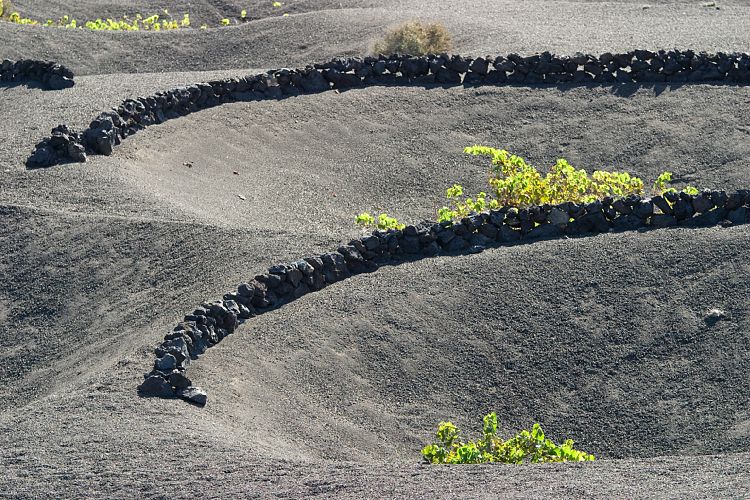 La Geria (Lanzarote - Der Norden)