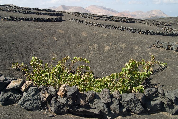 La Geria (Lanzarote - Der Norden)