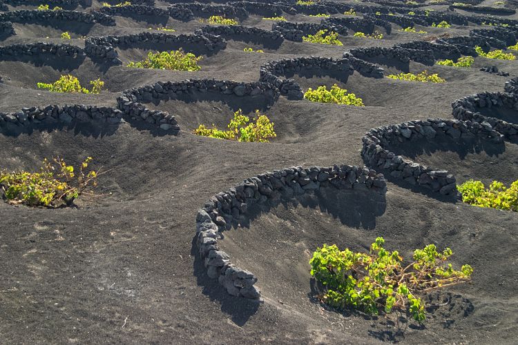 La Geria (Lanzarote - Der Norden)