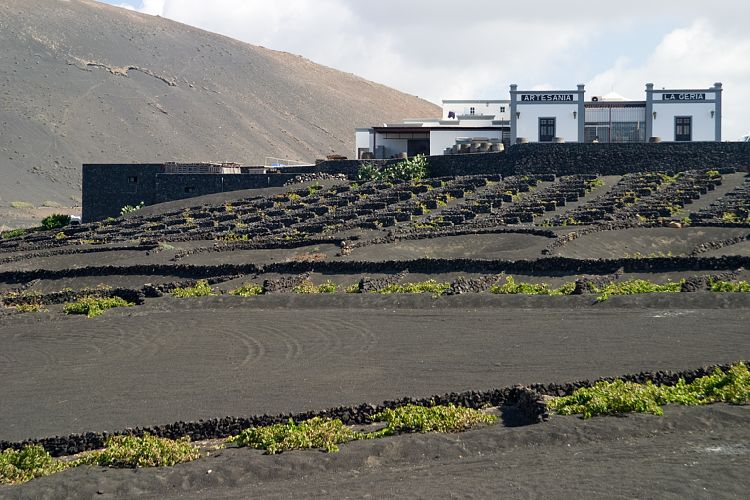 La Geria (Lanzarote - Der Norden)