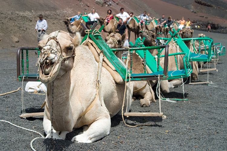 Timanfaya (Lanzarote - Timanfaya)