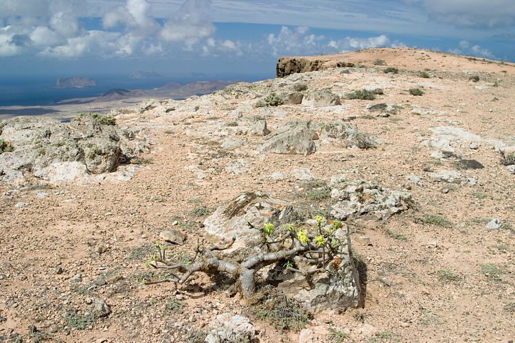 Wanderung auf das Famara-Kliff (Lanzarote - Der Norden)