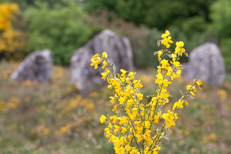 Carnac (Frankreich - Carnac)