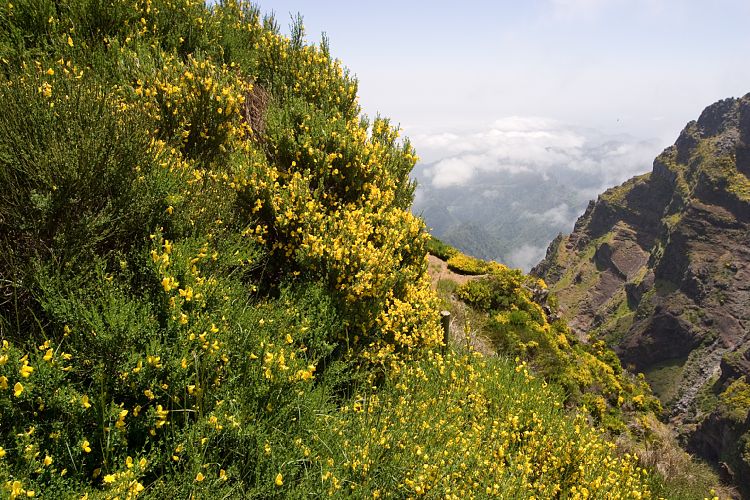 Arieiro - Ruivo (Madeira - Pico do Arieiro)