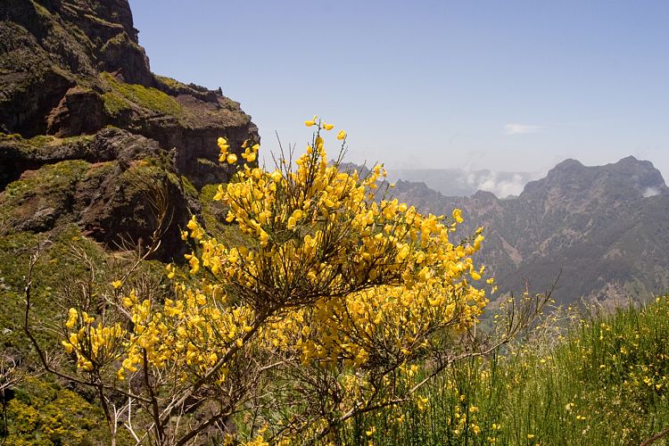 Arieiro - Ruivo (Madeira - Pico do Arieiro)