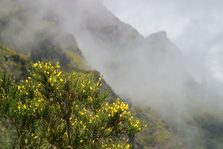 Arieiro - Ruivo (Madeira - Pico do Arieiro)