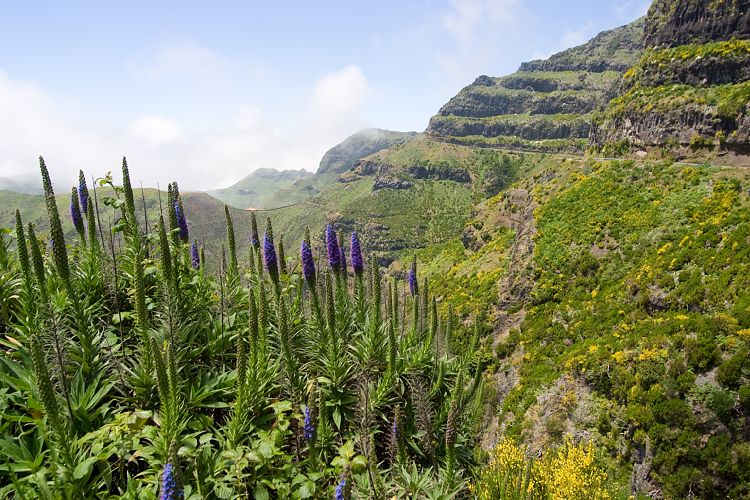 Beim Pedras (Madeira - Rabacal)