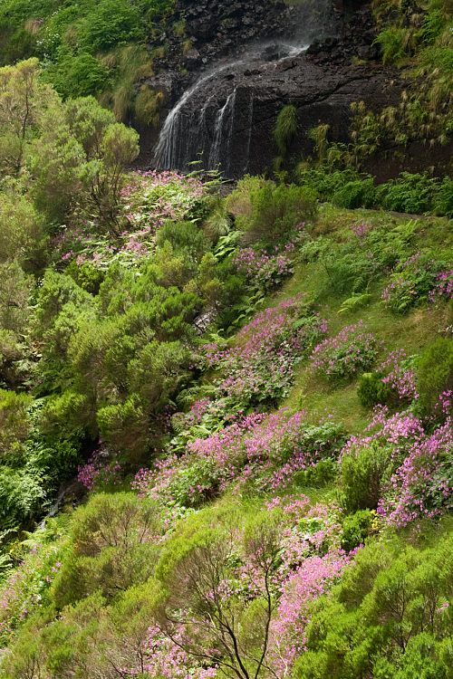 Bica da Cana (Madeira - Paul da Serra)
