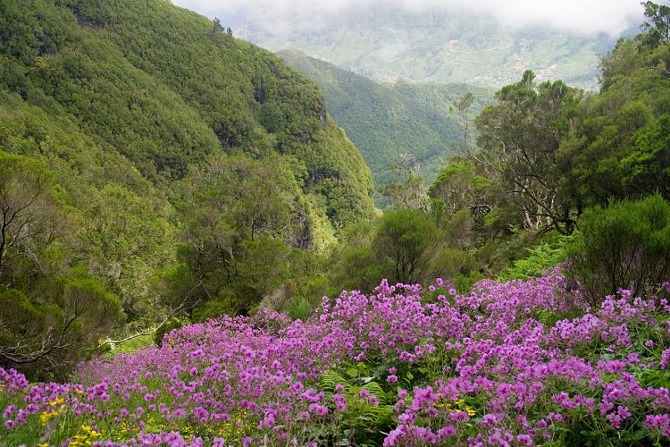 Bica da Cana (Madeira - Paul da Serra)
