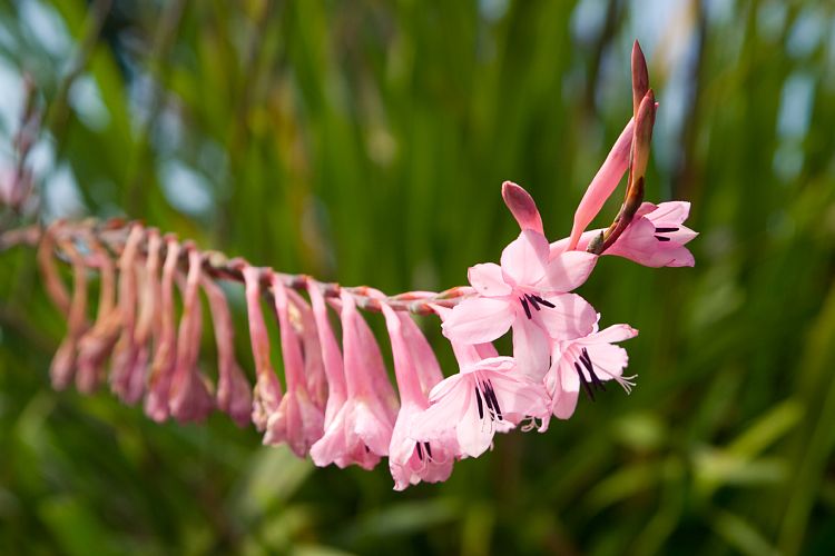 Blandy's Garden (Palheiro Gardens) (Madeira - Bei Funchal)