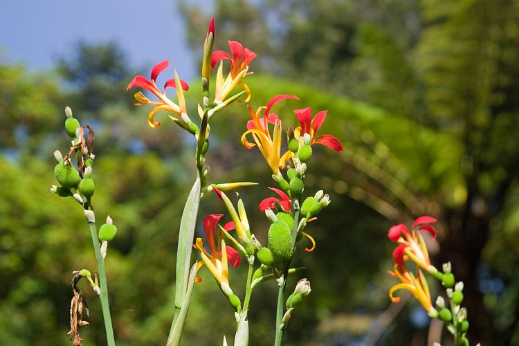 Blandy's Garden (Palheiro Gardens) (Madeira - Bei Funchal)