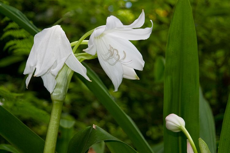 Blandy's Garden (Palheiro Gardens) (Madeira - Bei Funchal)