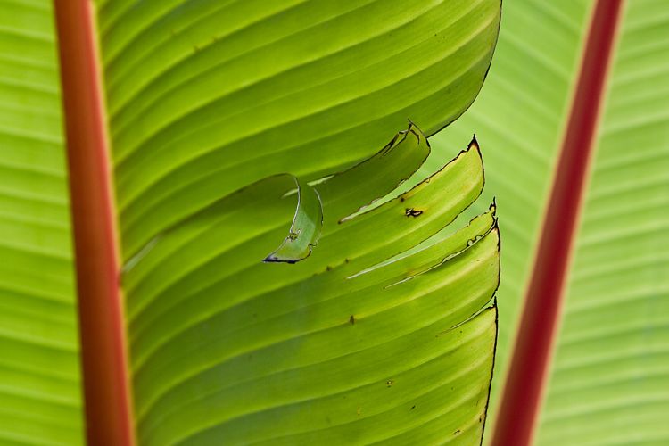 Blandy's Garden (Palheiro Gardens) (Madeira - Bei Funchal)