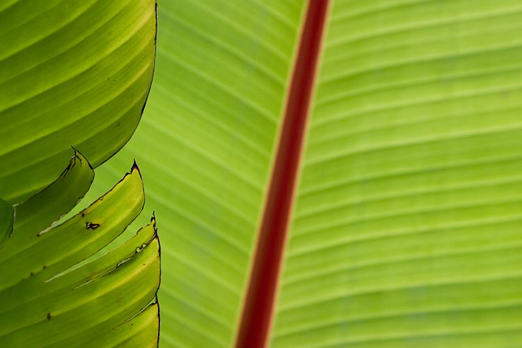 Blandy's Garden (Palheiro Gardens) (Madeira - Bei Funchal)