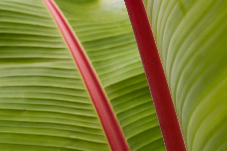Blandy's Garden (Palheiro Gardens) (Madeira - Bei Funchal)