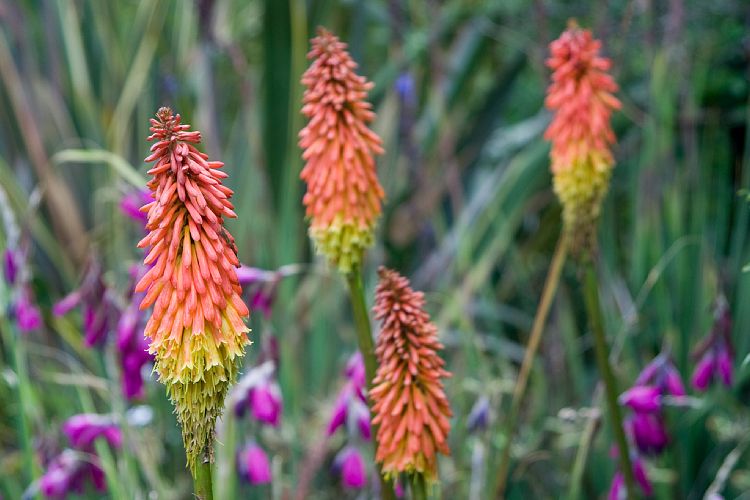 Blandy's Garden (Palheiro Gardens) (Madeira - Bei Funchal)
