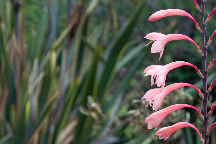 Blandy's Garden (Palheiro Gardens) (Madeira - Bei Funchal)