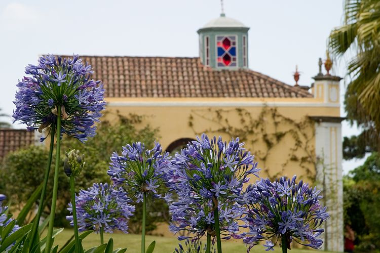Blandy's Garden (Palheiro Gardens) (Madeira - Bei Funchal)