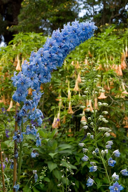 Blandy's Garden (Palheiro Gardens) (Madeira - Bei Funchal)