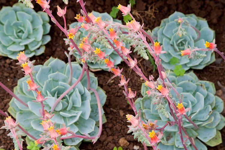 Blandy's Garden (Palheiro Gardens) (Madeira - Bei Funchal)