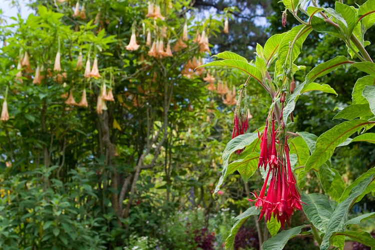 Blandy's Garden (Palheiro Gardens) (Madeira - Bei Funchal)