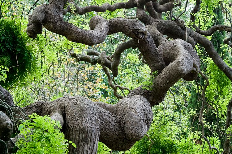 Blandy's Garden (Palheiro Gardens) (Madeira - Bei Funchal)